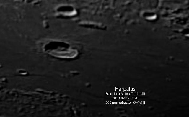 HARPALUS 2019-02-17-0320-FAC